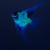 GloFish® Electric Green Angelfish image thumbnail 4