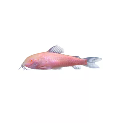GloFish® Moonrise Pink Cory Catfish - Image 1