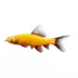 GloFish® Sunburst Orange Shark image thumbnail 1