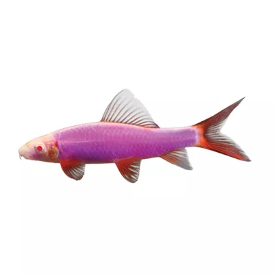 GloFish® Galactic Purple Shark - Image 1