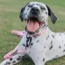 Sassy Woof Mon Chérry Dog Collar image thumbnail 6