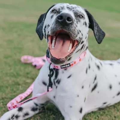 Sassy Woof Mon Chérry Dog Collar - Image 6