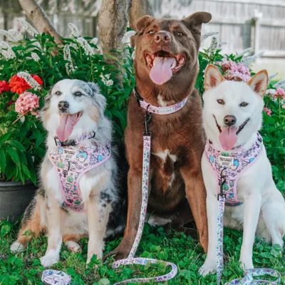 Sassy Woof Hello Kitty® & Friends Flower Festival Dog Collar - Image 7