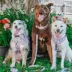 Sassy Woof Hello Kitty® & Friends Flower Festival Dog Collar image thumbnail 7