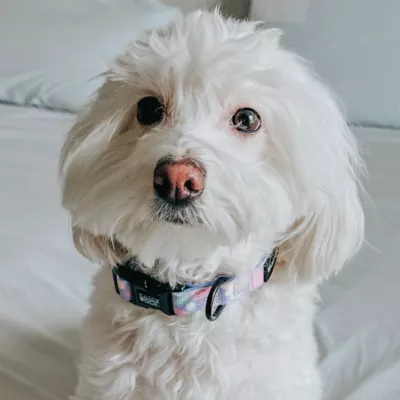 Sassy Woof Fleur De Sass Dog Collar - Image 6