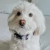 Sassy Woof Fleur De Sass Dog Collar image thumbnail 6