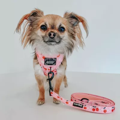 Sassy Woof Mon Chérry Dog Leash - 5FT L - Image 5
