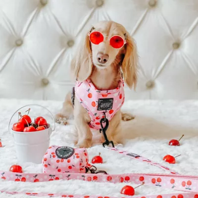 Sassy Woof Mon Chérry Dog Leash - 5FT L - Image 6