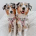 Sassy Woof Hello Kitty® & Friends Flower Festival Dog Harness image thumbnail 6