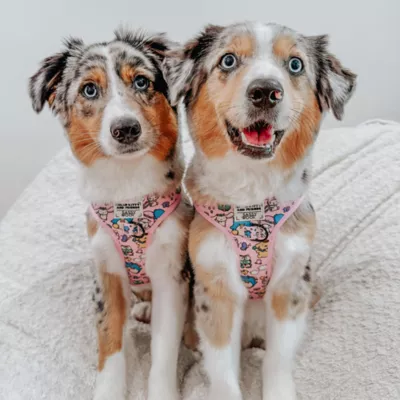 Sassy Woof Hello Kitty® & Friends Flower Festival Dog Harness - Image 6
