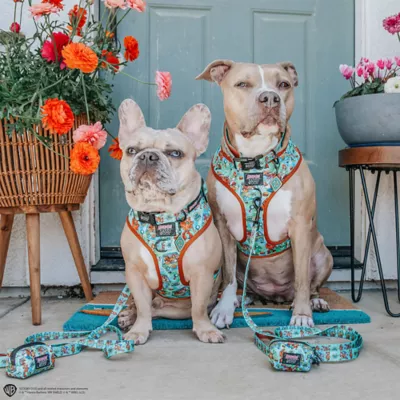 Sassy Woof Scooby-Doo# Dog Harness - Image 7