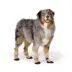Top Paw® Essential Dog Boots, Multiple Colors & Sizes, Black/Tan, XS-XXL image thumbnail 1