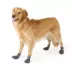 Arcadia Trail® Dog Water Boots, Multiple Colors & Sizes, Grey/Navy, XS-XXL image thumbnail 1