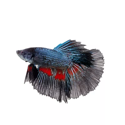 Black Orchid Male Betta Fish - Image 1