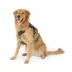Kong® Safety Adjustable Dog Harness, Color and Size Vary image thumbnail 2