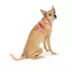 Top Paw® Basic Dog Harness, Slip On Dog Harness, Adjustable, Multiple Colors, Multiple Sizes image thumbnail 1