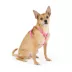 Top Paw® Basic Dog Harness, Slip On Dog Harness, Adjustable, Multiple Colors, Multiple Sizes image thumbnail 2