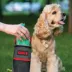 Kong® Hygenic Pick-up Pouch For Dog Poop W/ Odor Barrier Lining, Carabiner Clip & Washable Material image thumbnail 4