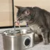 PawsPik SS-01 Stainless Steel Cat Fountain, 108.2 fl oz image thumbnail 8