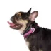 Arcadia Trail® Lightweight Dog Collar, Stripe, Ultra Reflective Material for Nighttime Visibility image thumbnail 2