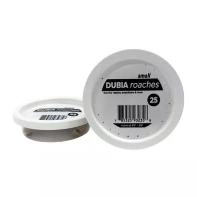 Dubia Roaches Small - 25 Count - Image 1