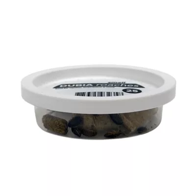 Dubia Roaches Small - 25 Count - Image 2