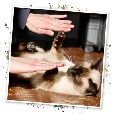 Meowijuana Cloud 9 Catnip Blend Promotes Play and Cat Health - Image 5