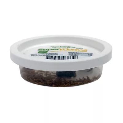 Mini Superworms - 50 Count - Image 2