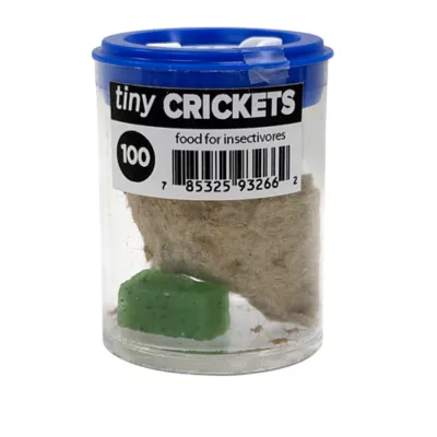 Mini Boxed Crickets - 100 Count - Image 1