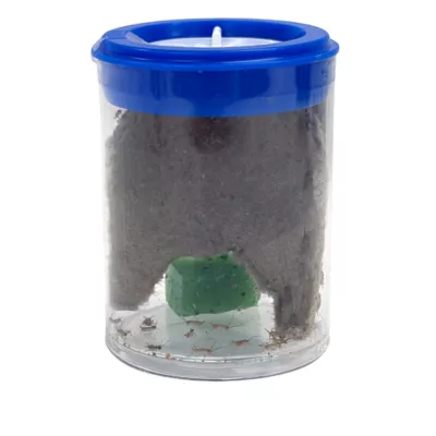 Mini Boxed Crickets - 100 Count - Image 2