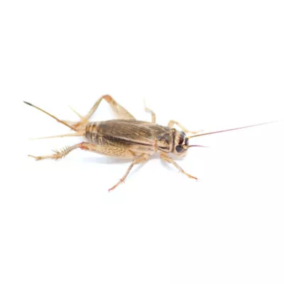 Mini Boxed Crickets - 100 Count - Image 3