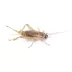 Mini Boxed Crickets - 100 Count image thumbnail 3