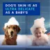 Douxo(R) Skin & Coat Spa 3-in-1 Multi-Action Odor Control Spray W/ Natural Formula, Coco-Vanilla image thumbnail 3
