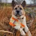 Rollover Beef with Pumpkin Small Stuffed Dog Bone image thumbnail 3
