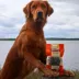 Rollover Beef with Pumpkin Stuffed Chewbies Dog Treats image thumbnail 4