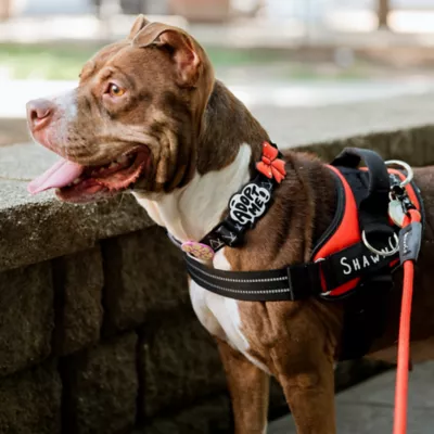 Jiby Red Ribbon Dog Tag Charm - Image 3