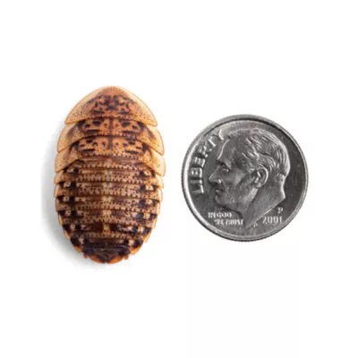 Dubia Roaches Large - 50 Count - Image 1