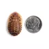 Dubia Roaches Large - 50 Count image thumbnail 1