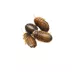 Dubia Roaches Large - 50 Count image thumbnail 2