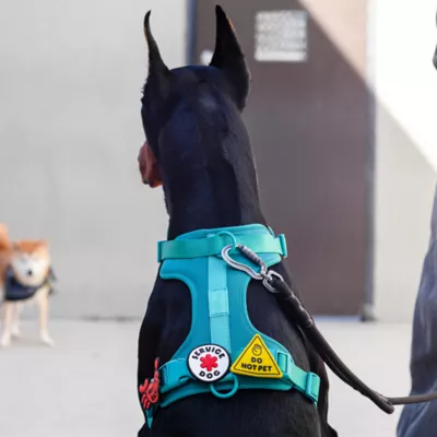 Jiby Do Not Pet Dog Tag Charm - Image 7