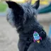 Jiby Rocket Dog Tag Charm image thumbnail 2
