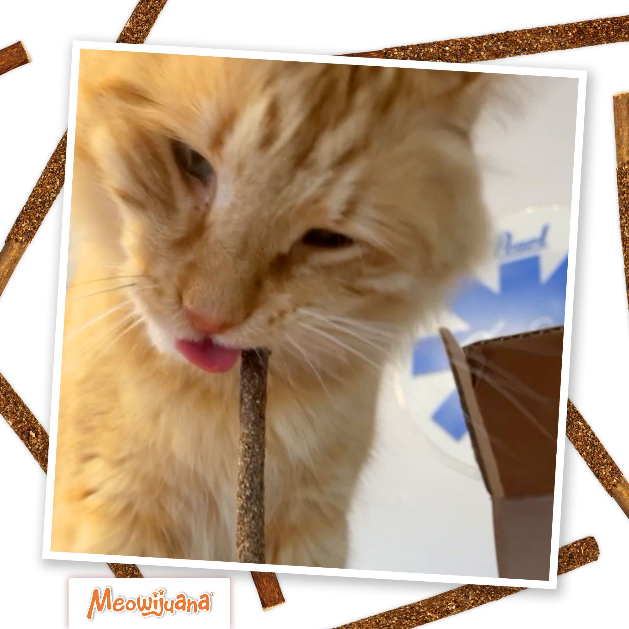 Meowijuana® Silvervine Fruit Sticks Cat Chew Toy - thumbnail 5