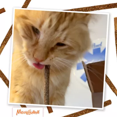 Meowijuana® Silvervine Fruit Sticks Cat Chew Toy - Image 5