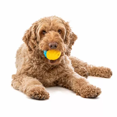 GURU Crunch & Squeak Ball Dog Toy - Image 2