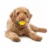 GURU Crunch & Squeak Ball Dog Toy image thumbnail 2