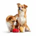 BARK Cookout Burger & Ketchup Dog Toys image thumbnail 2