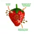 Meowijuana Knock N' Nibble Strawberry Refillable Treat Dispensing Cat Toy Promotes Play & Health image thumbnail 3