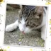 Meowijuana Sierra Sunshine Catnip Blend Promotes Play and Cat Health image thumbnail 5