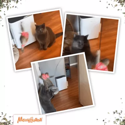 Meowijuana Jump 'n' Jamb Wild Sloth Door Hanging Refillable Cat Toy Promotes Play and Cat Health - Image 7