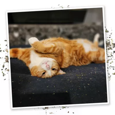 Meowijuana Mice Dreams Catnip Blend Promotes Play and Cat Health - Image 5